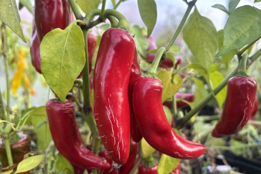 Jalapeno Big Pit chilifrön - klassisk grön mexikansk chili för poppers | TummelstaChili