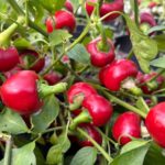 Odla Peperoncino Calabrese Tondo