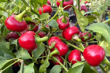 Peperoncino Calabrese Tondo