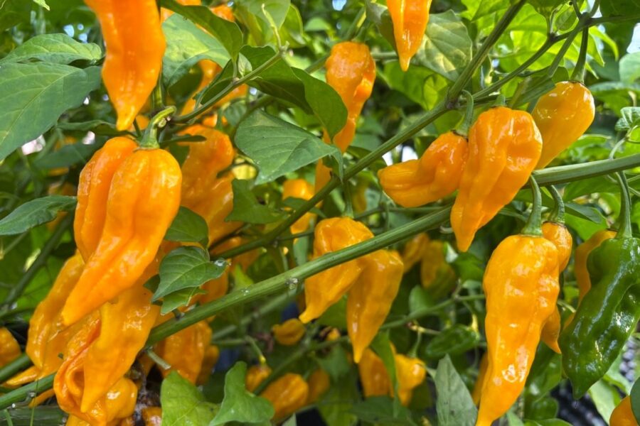 Fatalii chilifrön - lysande orange-gula frukter med intensiv citrussmak | TummelstaChili