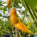 Odla Flor Morado Stripey