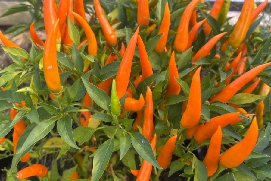 Cha Cha chili med livliga orange frukter på kompakt planta | TummelstaChili