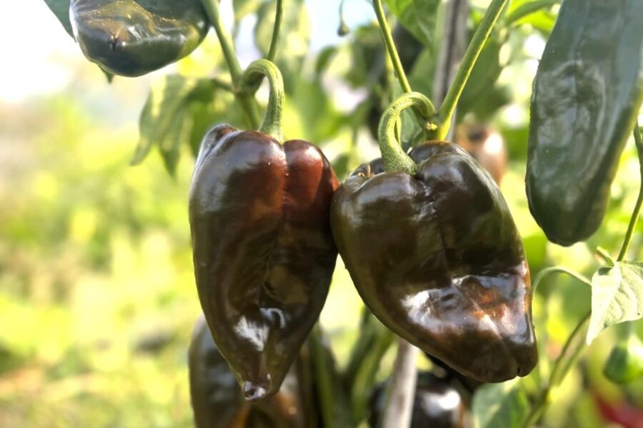 Ancho Poblano chilifrön – mörkbrun mexikansk mole-chili | Köp hos TummelstaChili