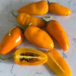 Odla Rocoto Turbo Pube