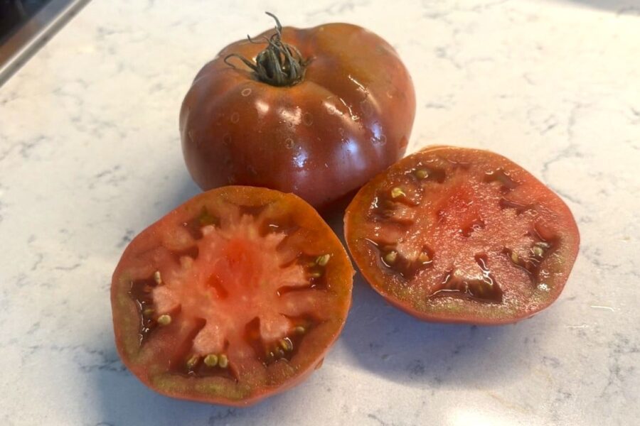 Boronia tomatfrön – kompakt kruktomat med brunröda körsbärstomater | Svenskodlade frön