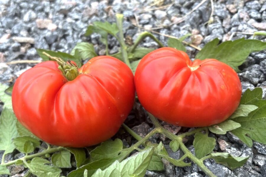 Hybrid Of Love tomatfrön – stor hjärtformad röd bifftomat | TummelstaChili