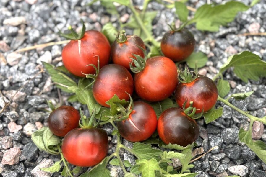 Night Saransk tomatfrön – mörkröd rysk tomat med dramatisk färg | TummelstaChili