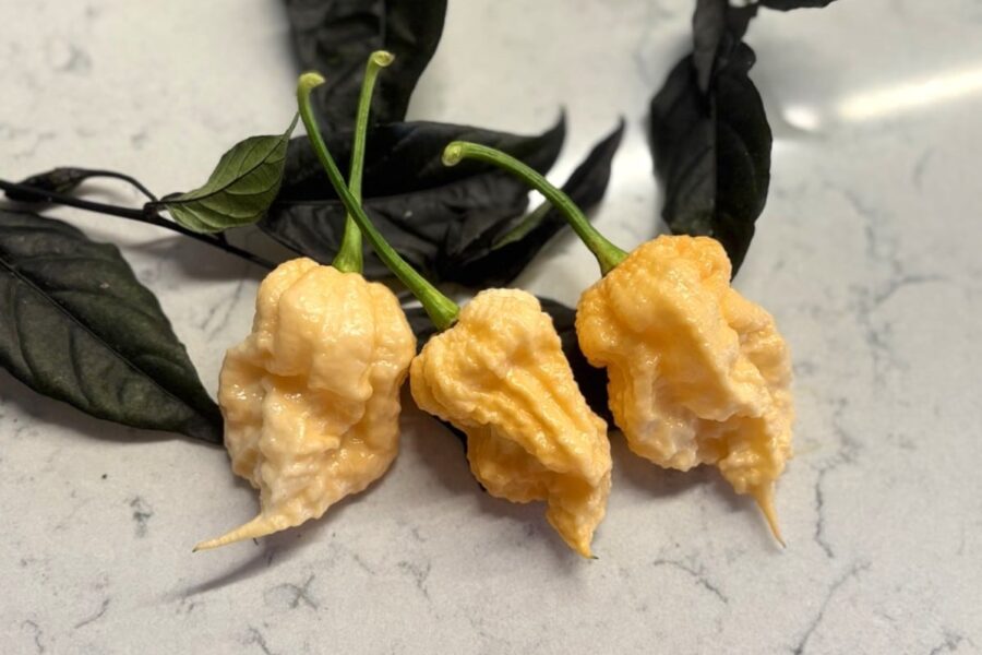Peach Miasma superchili med unik persikofärgad frukt och extrem hetta | TummelstaChili