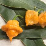 Odla KS Peach StarrKist