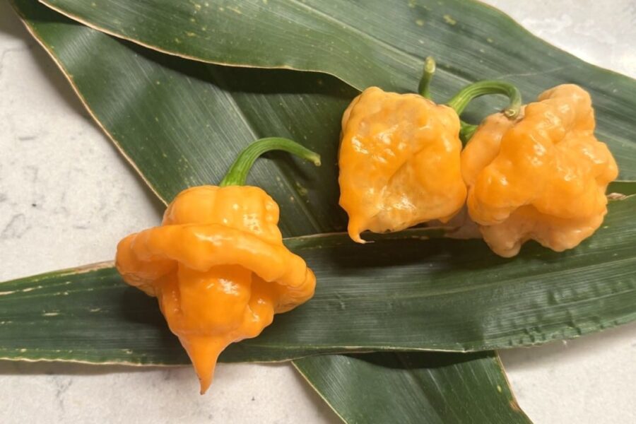 KS Peach StarrKist chilifrön – persikofärgad superchili från Khang Starr | TummelstaChili