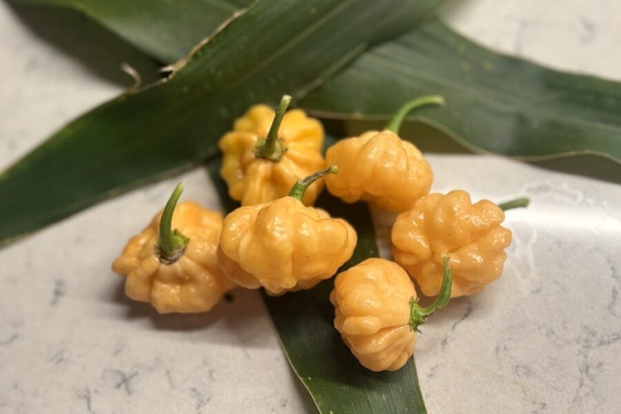 Goat Brains chilifrön – orange gryniga frukter med spektakulär hjärnliknande textur | TummelstaChili