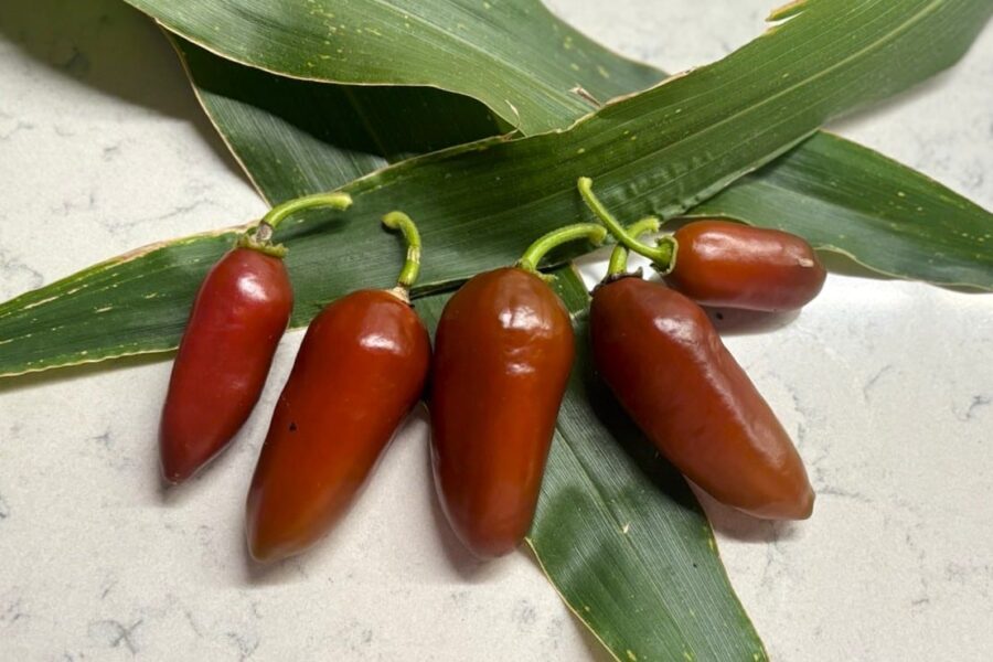 Brown Egg prydnadschili – små bruna äggformade frukter på kompakt planta | TummelstaChili