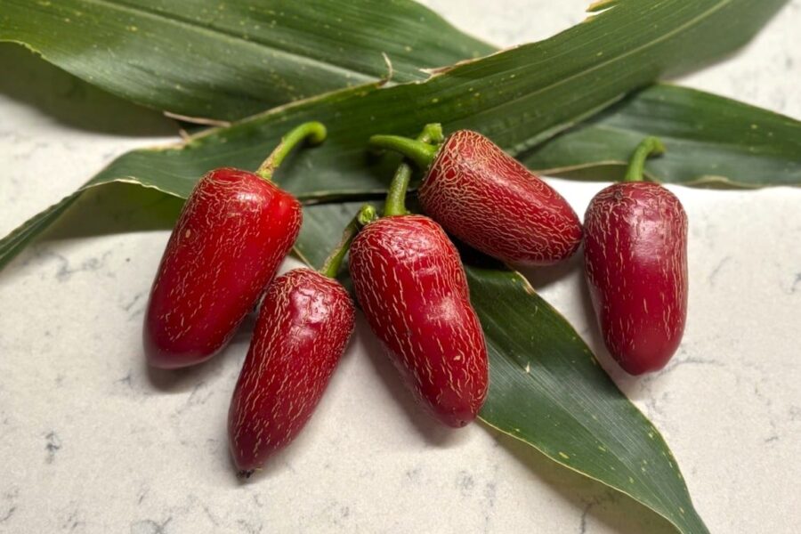 Jalapeno Tajin chilifrön – stora cylindriska frukter i klassisk jalapeño-form | TummelstaChili