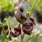 Odla Palmichal Negro