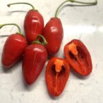 Odla Rocoto Montufar