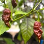 Odla Chocolate Ghost Jami