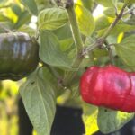 Odla Rocoto Arequipa Giant