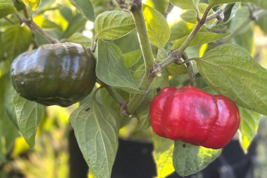 Rocoto Arequipa Giant chilifrön – peruansk jätterocoto med köttiga röda frukter | TummelstaChili