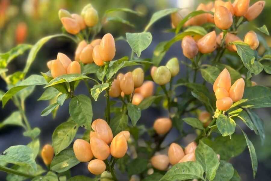 Pimenta Caixo chilifrön – brasilianska droppformade frukter i orange klasar | TummelstaChili