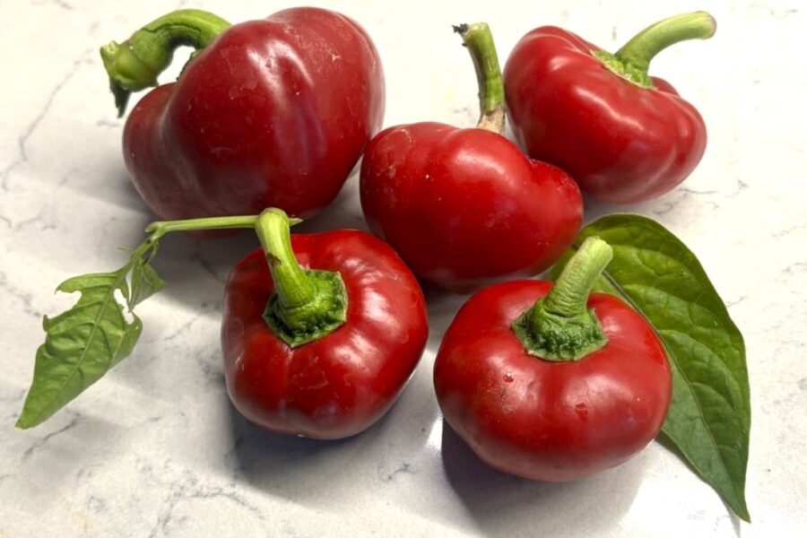 Dumas paprikafrön – rysk tomatformad paprika med tjocka röda väggar | TummelstaChili