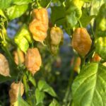 Odla Trinidad Moruga Scorpion Peach