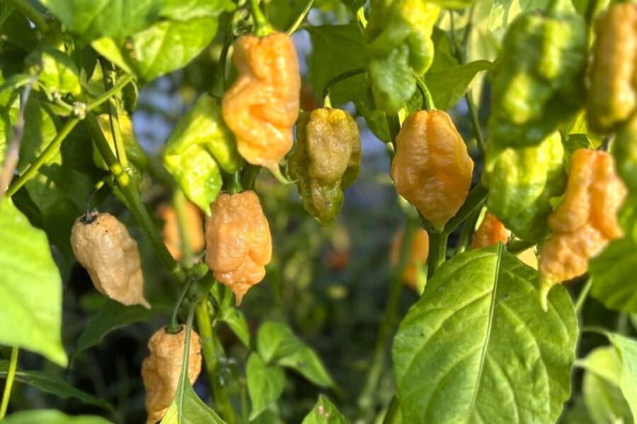 Trinidad Moruga Scorpion Peach – persikofärgad superhet med skorpionsvans | TummelstaChili