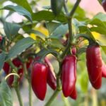 Odla Jalapeno Conchos