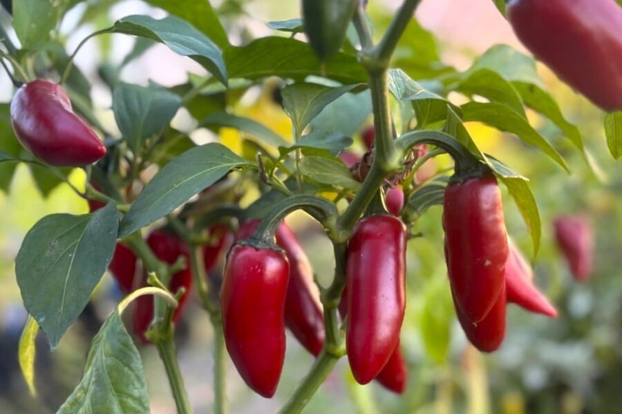 Jalapeno Conchos chilifrön – stora gröna jalapeño-frukter för nachos och salsa | TummelstaChili