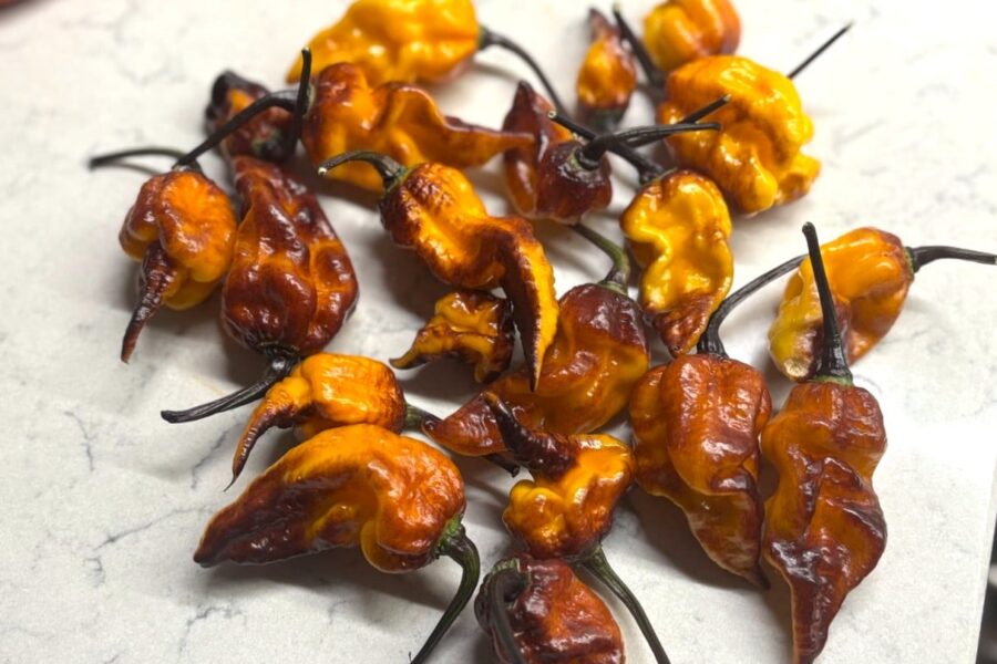 Dueling Horizon chilifrön – färgskiftande superhet med gula, orange och röda frukter | TummelstaChili