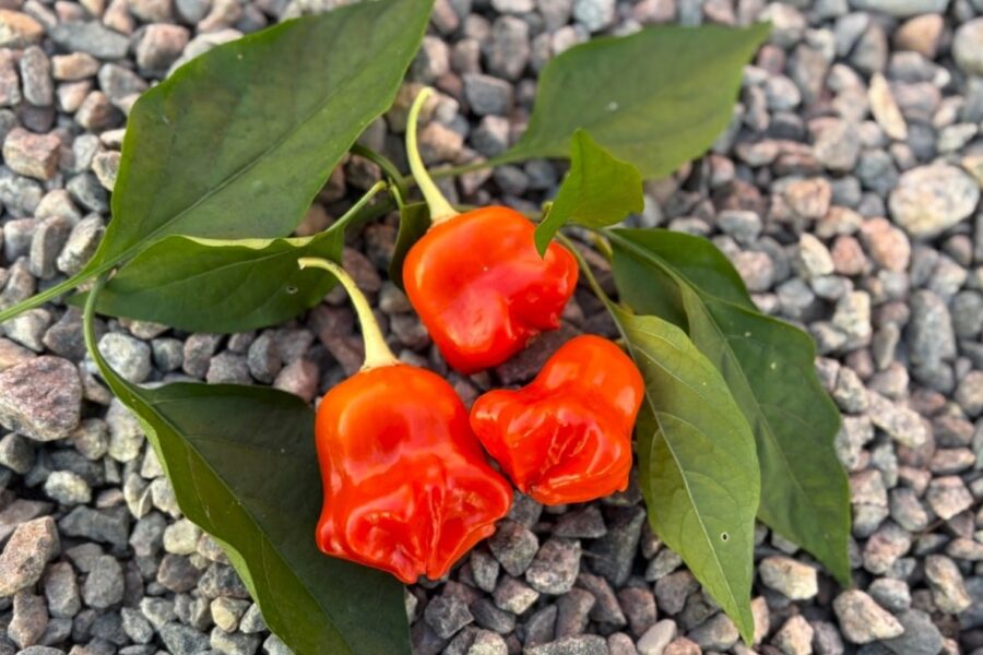 Mad Hatter chilifrön – prisbelönad mild chili med unik hattform | TummelstaChili