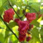 Odla KS StarrRacha Hornet