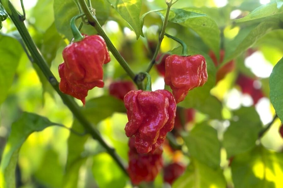 KS StarrRacha Hornet chilifrön – ultra-heta röda frukter med getingform | TummelstaChili