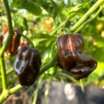 Odla Jamaican Hot Chocolate