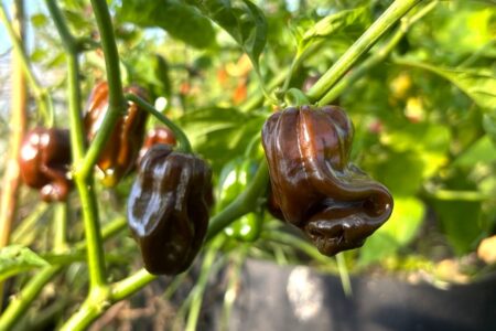 Jamaican Hot Chocolate