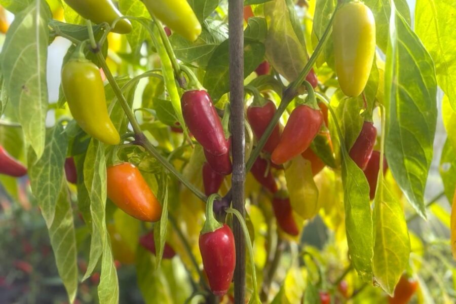 Numex Pinata chilifrön – flerfärgade jalapeños i gult, orange och rött | TummelstaChili