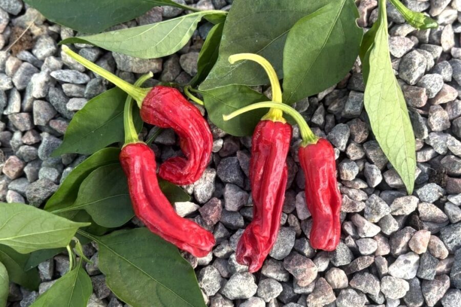 Shishito chilifrön – gröna japanska appetitpeppar med rynkig form | TummelstaChili