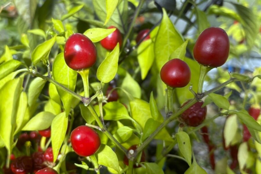 Aji Cereza chilifrön – små röda körsbärsformade frukter på kompakt planta | TummelstaChili