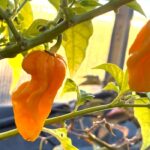 Odla Aji Umba Yellow