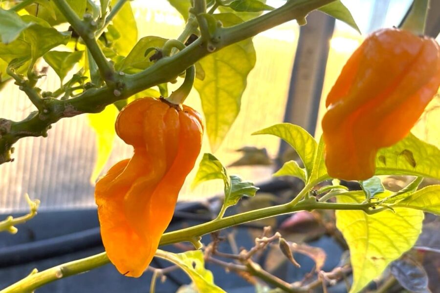 Aji Umba Yellow chilifrön – gul surinamesisk habanero-variant med lanternform | TummelstaChili