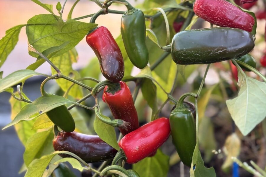 Jalapeno M chilifrön – klassisk mexikansk grön Jalapeño för salsa och rökning | TummelstaChili