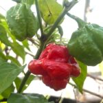 Odla KS Scarlet Rose