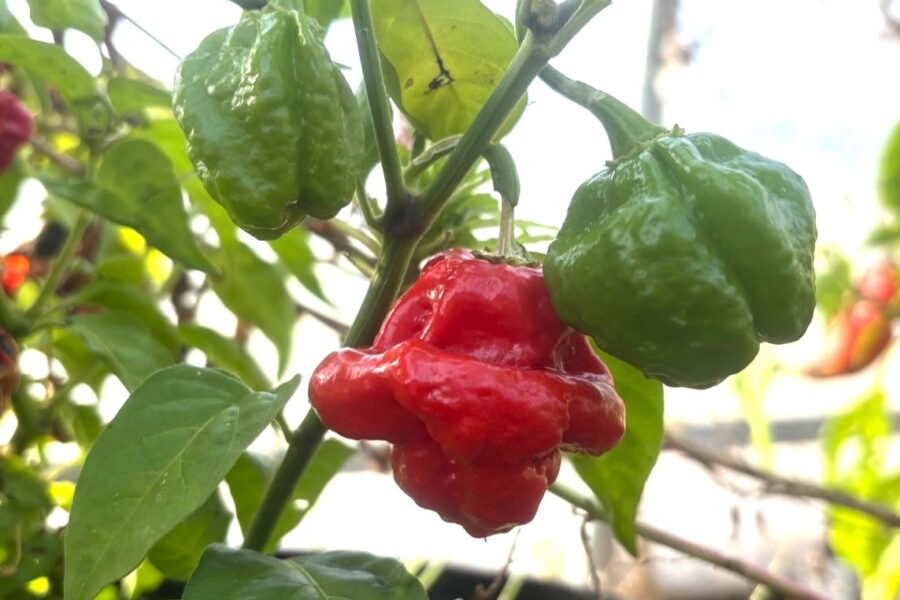 KS Scarlet Rose chilifrön – djupröd superhet Khang Starr-hybrid | TummelstaChili