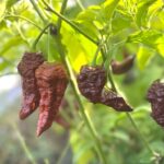 Odla Chocolate Naga Viper Gnarly