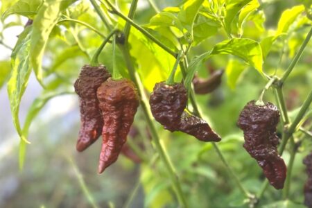 Chocolate Naga Viper Gnarly