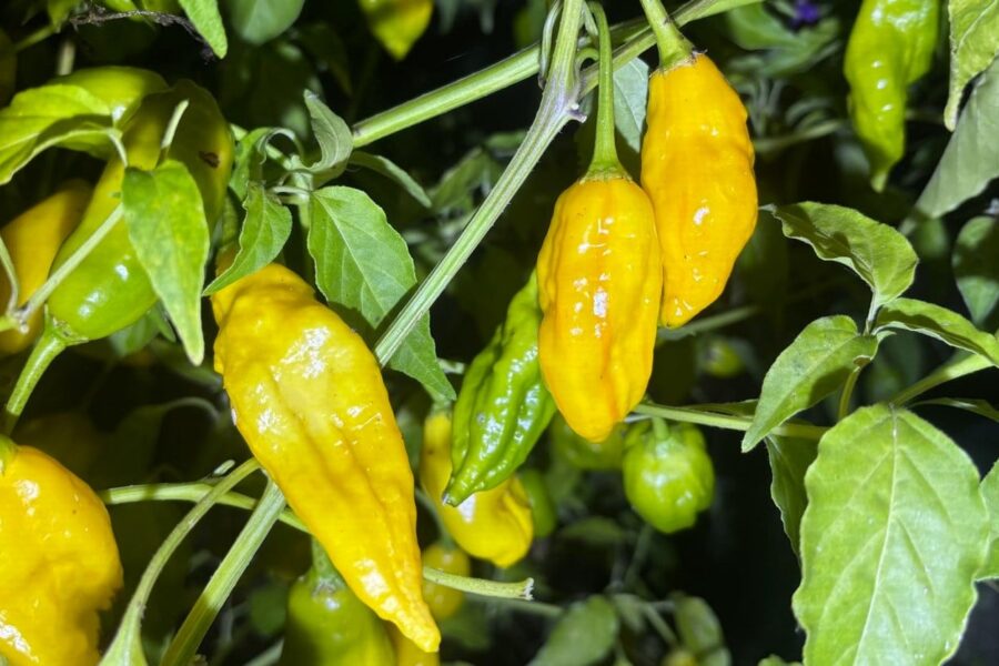 Lemon Stripe chilifrön – gul peruvisk sort med intensiv citrusarom och medelhetta | TummelstaChili