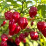 Odla Habanero Red Carribean