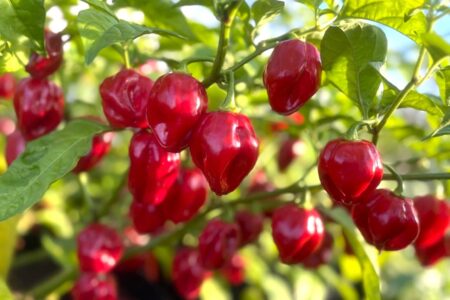 Habanero Red Carribean