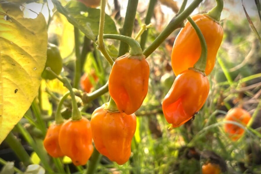 Datil chilifrön – historisk orange Florida-sort med söt och fruktig smak | Köp hos TummelstaChili