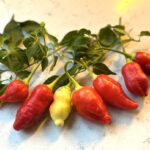 Odla Aji Omnicolor x Aji White Fantasy