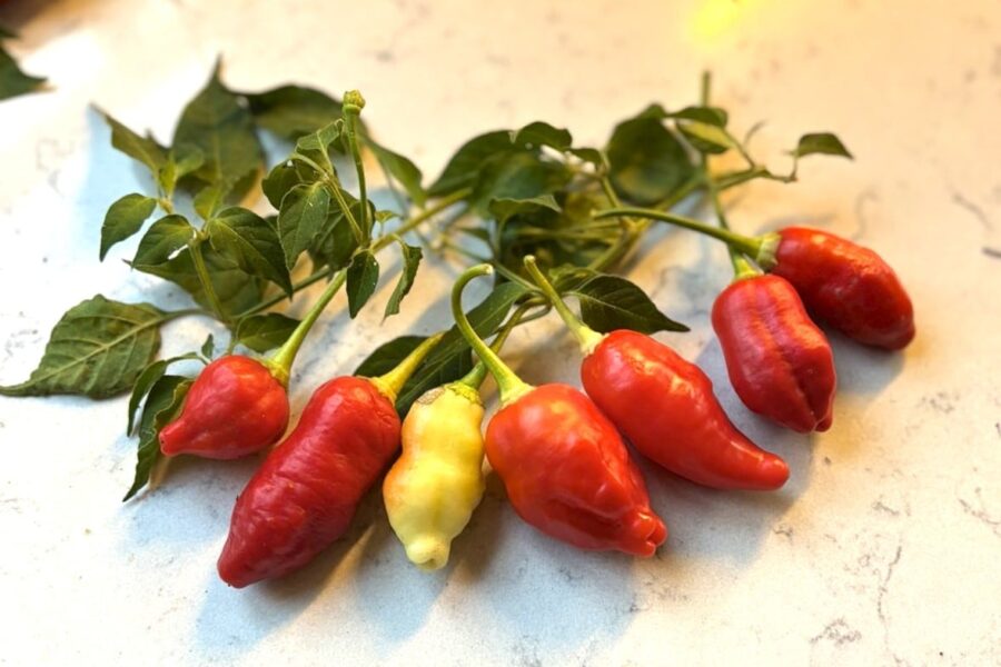 Aji Omnicolor x White Fantasy – färgglada chilifrukter i vitt, gult och rött | Köp hos TummelstaChili